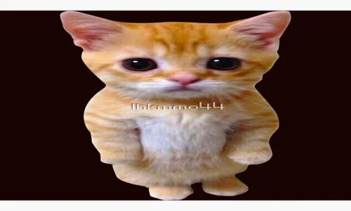 Cat Companions Maruru and Hachi Manga Returns From Hiatus